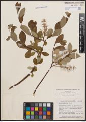 Foto von Salix cordifolia Pursh